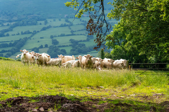 A herd of white cows on a hillside in the English countryside 