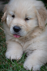 filhote goldem retriver brincando em gramado