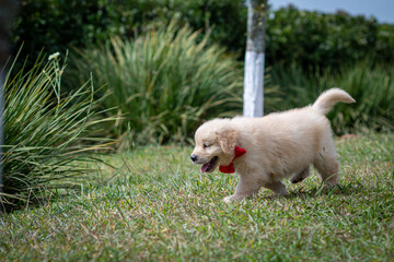goldem retriver em gramado verde