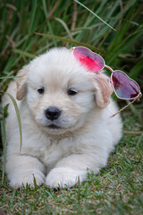 filhote de goldem retiver óculos de coração rosa