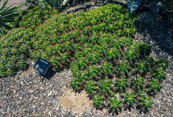 Various Cactus and other plants inhabit the Carefree Desert Gardens in Arizona. This plant is Ferocactus robustus. Carefree is a suburb of Phoenix.