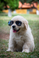 filhote goldem retriver óculos escuro