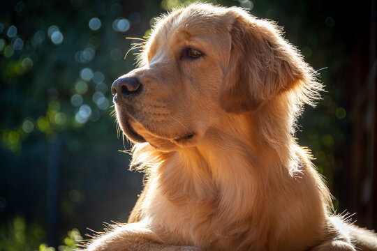 goldem retriver olhando para Horizonte