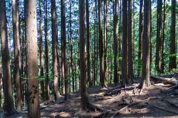 東京都八王子市の陣馬山で登山をする風景 Scenery of climbing Mount Jinma in Hachioji City, Tokyo.