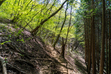 東京都八王子市の陣馬山で登山をする風景 Scenery of climbing Mount Jinma in Hachioji City, Tokyo.