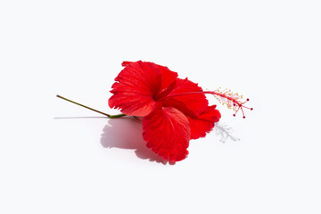 Beautiful red hibiscus flower in full bloom with leaves on white background.