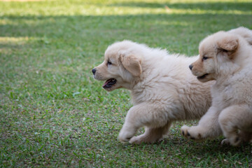 Filhote de Golden retriever correndo em gramado verde
