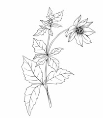 The dahlia flower. Realistic vector art line.