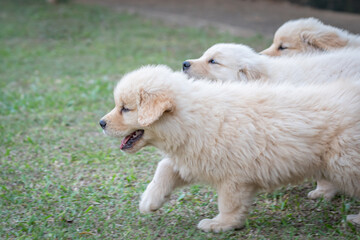 Filhote de Golden retriever correndo em gramado verde