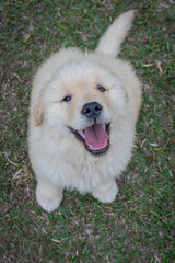 Filhote de Golden retriever correndo em gramado verde