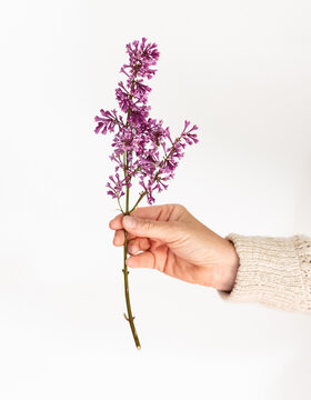 Lilac stem