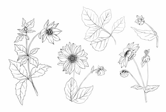Set of meadow flowers of Dahlias in vector. Black and white art line.