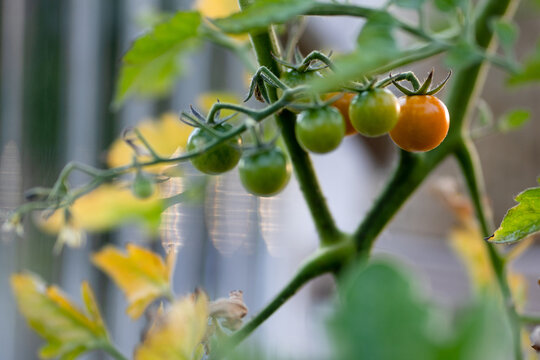sungold cherry tomato plant bearing ripening fruit