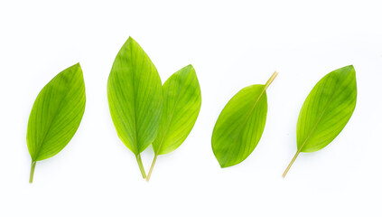 Obraz premium Finger root leaves on white background.