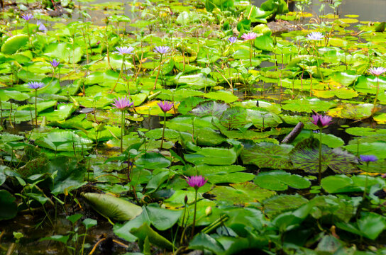 Pukhet, Thailand Seaside and Canals