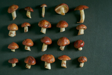 collection of mushrooms on a dark green background