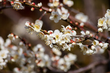 Flowers plum blossoming in spring.