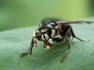 P7310018 bald faced hornet, Dolichovespula maculata, mouthparts cleaning its foot cECP 2021