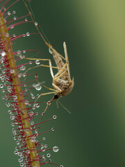 P8010038 mosquito (Aedes) trapped by a carnivorous fork-leaved sundew plant (Drosera binata) cECP 2021