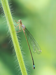 P8010010 northern spreadwing damselfly, Lestes disjunctus, Delta, British Columbia, Canada cECP 2021