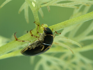 P7110096 water scavenger beetle, Tropisternus lateralis, upside-down underwater on an aquatic...