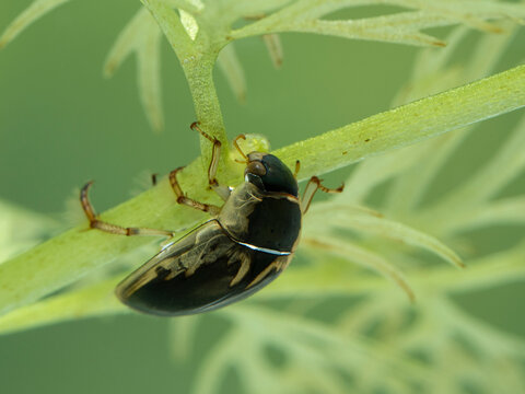 P7110096 water scavenger beetle, Tropisternus lateralis, upside-down underwater on an aquatic plant. Delta, British Columbia, Canada cECP 2021