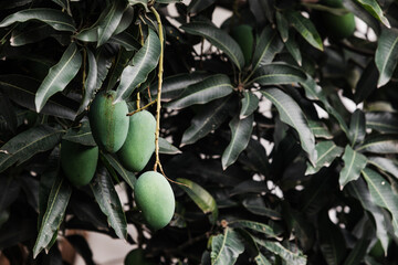 Mangoes on a tree