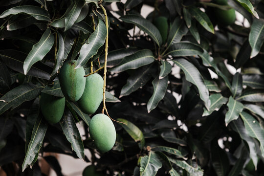 Mangoes on a tree