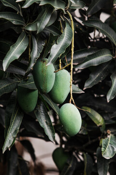 Mangoes on a tree