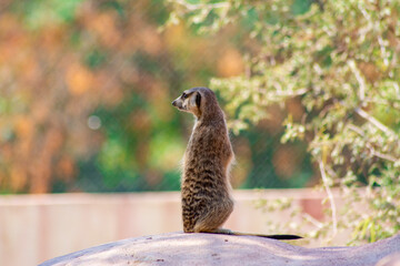 Meerkat