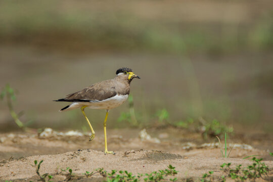Yellow-wattled Lapwing (Vanellus malabaricus) on the ground, side shot, seen in a India.