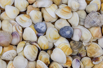 Background of the sea shells. Summer vacation concept