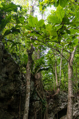 Trees in a Cenote in Tulum Mexico