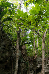Fototapeta na wymiar Trees in a Cenote in Tulum Mexico