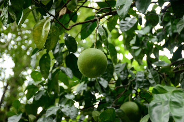 closeup the green ripe grapefruit with leaves and branch over out of focus green brown background.
