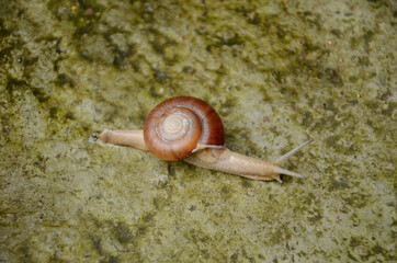 closeup the small brown color snail over out of focus grey brown background.