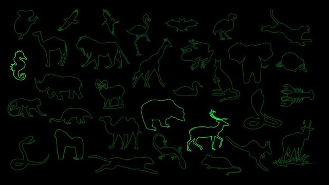 Animals - light green animated illumination footage