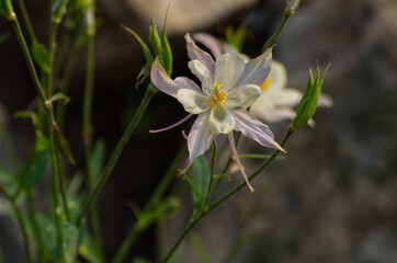 Columbines blooming in a Summer Garden