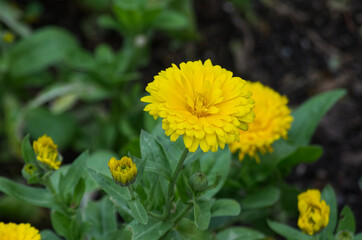 Yellow Flowers in the Summer