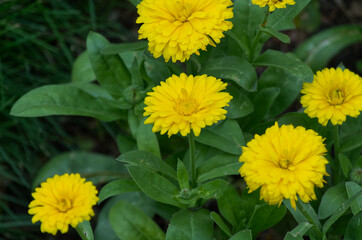 Yellow Flowers in the Summer