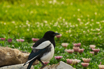 A Magpie in a Summer Garden