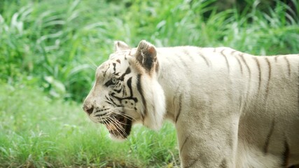 Close-up of the muzzle of a white Baltic tiger with large fangs. An animal walks along the jungles of Indonesia. The white Indonesian tiger is an almost extinct species of animals. Slow motion.