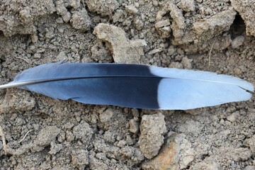 A bird wing or feather on earth closeup
