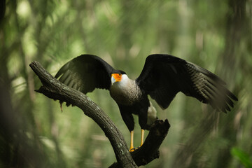 crested caracara (Caracara plancus)
