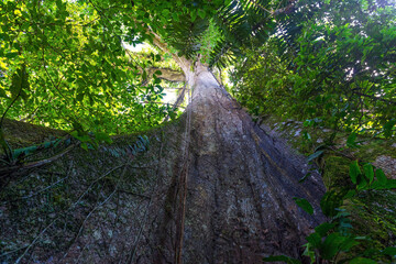Giant Ceiba tree in the Amazon rainforest with a low angle, Yasuni national park, Ecuador.