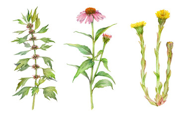Watercolor medicinal herb set: leonurus cardiaca or motherwort isolated, coltsfoot or tussilago farfara and echinacea purpurea or coneflower on white background. Hand drawn painting illustration. - obrazy, fototapety, plakaty