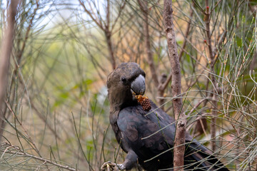 Glossy Black Cockatoo eating in a tree.