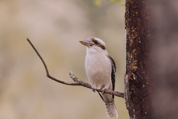 Laughing Kookaburra sitting in a tree. 