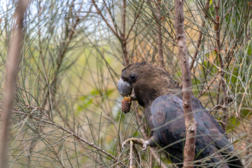 Glossy Black Cockatoo eating in a tree.
