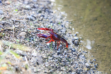 Crayfish Procambarus Clarkii Ghost on nature background